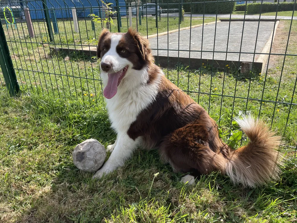 camping dog friendly