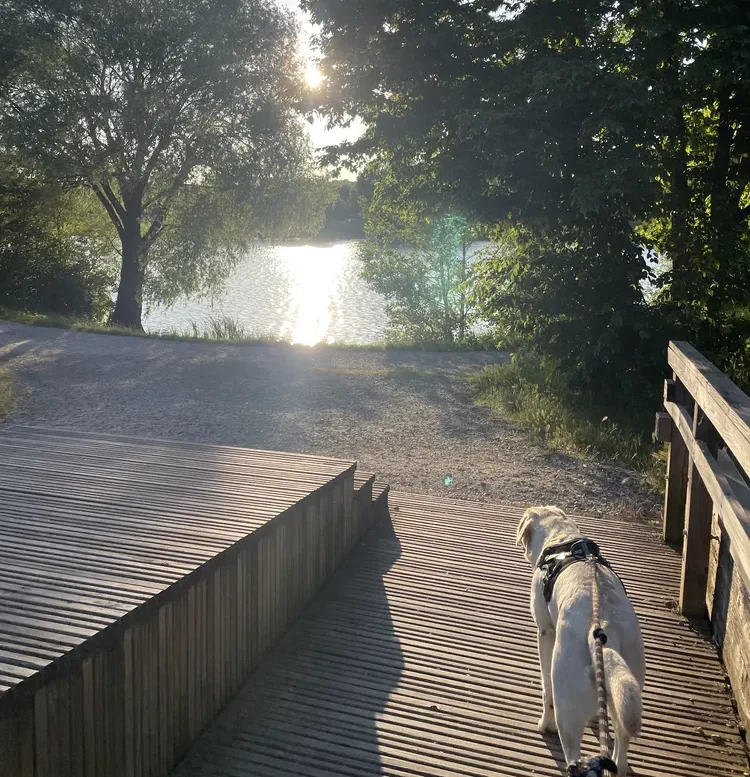 Camping acceptant les chiens dans la Sarthe