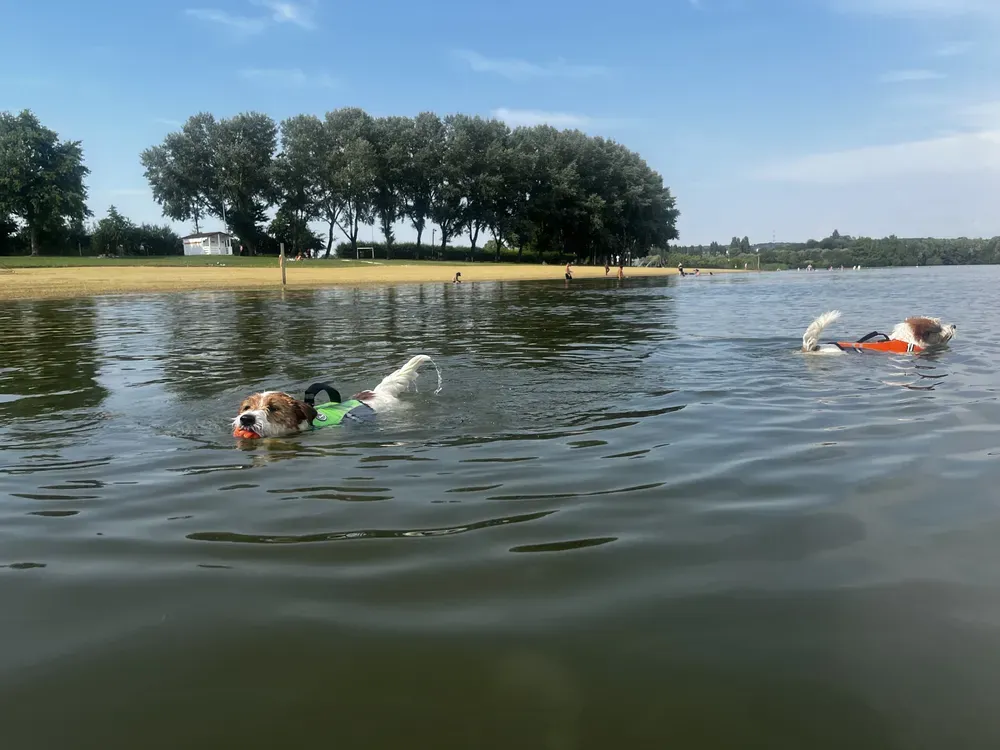 Camping acceptant les chiens dans la Sarthe